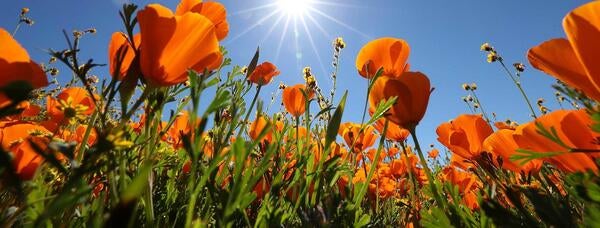 California poppies at UCR Motte Rimrock Reserve (c) UCR / Stan Lim 2019