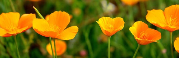 Eschscholzia californica (California poppy)